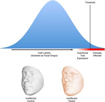 What’s Shape Got to Do With It? Examining the Relationship Between Facial Shape and Orofacial Clefting